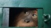 Orangutan Bon Bon looks out from inside a cage after arriving from Bali, at the Kualanamu airport in Deli Serdang in North Sumatra, Indonesia.