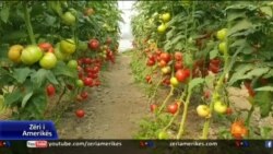 Fermerët shqiptarë në vështirësi; nuk shiten prodhimet