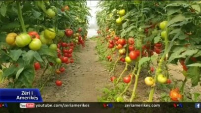 Billedresultat for Fermerët shqiptarë në vështirësi; nuk shiten prodhimet