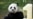 Panda Cub's Older Sister Celebrates Birthday at National Zoo