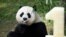 Panda Birthday: Mei Xiang, mother of giant pande cub Bei Bei, eats Bei Bei's birthday cake at the National Zoo in Washington, Saturday, Aug. 20, 2016, during a celebration of Bei Bei's first birthday.