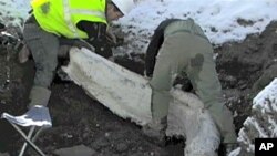 Colorado scientists have retrieved more than 600 Ice Age bones from an area which had once been an ancient mountain lake.