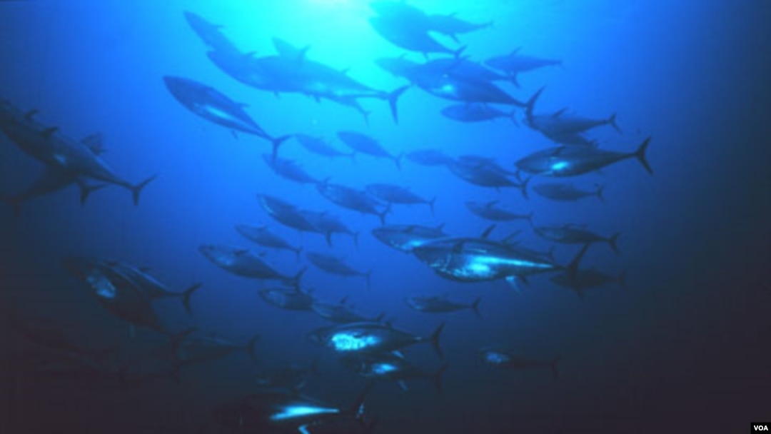 Populasi tuna sirip biru di Samudera Atlantik telah menurun 80 persen sejak 1970. Ikan yang berharga mahal ini banyak ditangkap untuk dijadikan sushi berkualitas tinggi.