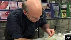Lou Sorkin, an entomologist at the American Museum of Natural History in New York, studies bedbugs and even allows them to feed on him.