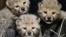 Three newly-born cheetahs rest at their enclosure in Prague's zoo, Czech Republic.