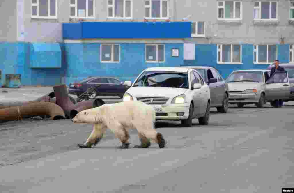 A stray polar bear is seen wandering in the industrial city of Norilsk, Russia.