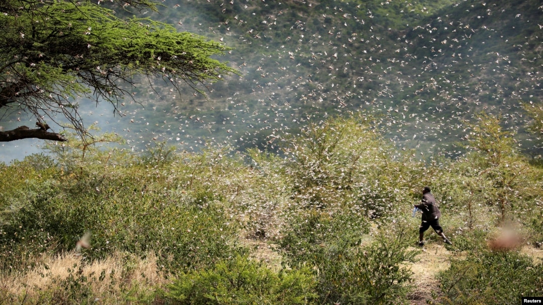Petani Ethiopia, Ahmed Ibrahim (30 tahun) berusaha menghalau ribuan belalang yang menyerang tanah pertaniannya di Jijiga (12/1). 