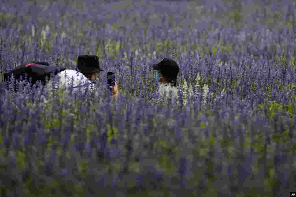 این روزها گردشگران حتی در مزارع و باغ‌ها نیز به پوشیدن ماسک برای مقابله با کرونا عادت می‌کنند. تصویری از دو گردشگر در مزرعه‌ای در حومه پکن. 