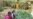 Growing Runner Beans to Avert Child Marriage, Trafficking in Eastern India