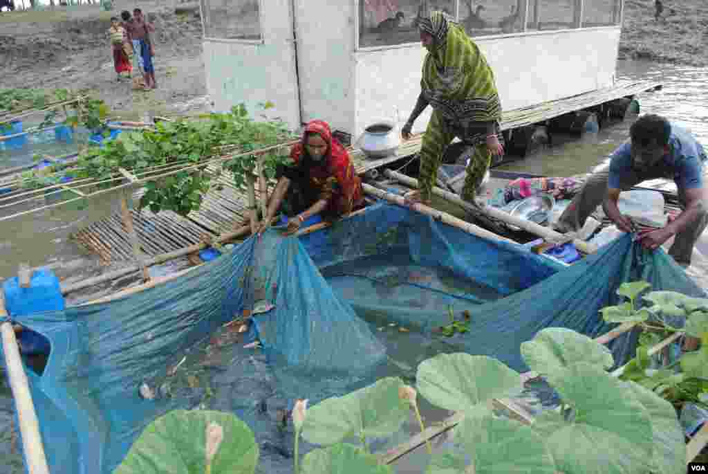 Small floating farms on rivers in northwest Bangladesh include fish enclosures where villagers raise tilapia. (Amy Yee for VOA)