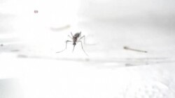 Advierten por nuevo transmisor de zika