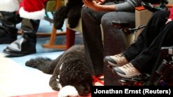 Bo duduk di kaki Michelle Obama yang sedang membacakan cerita di Pusat Medis Anak-Anak Nasional di Washington, 16 Desember 2013. (Foto: Jonathan Ernst/Reuters)