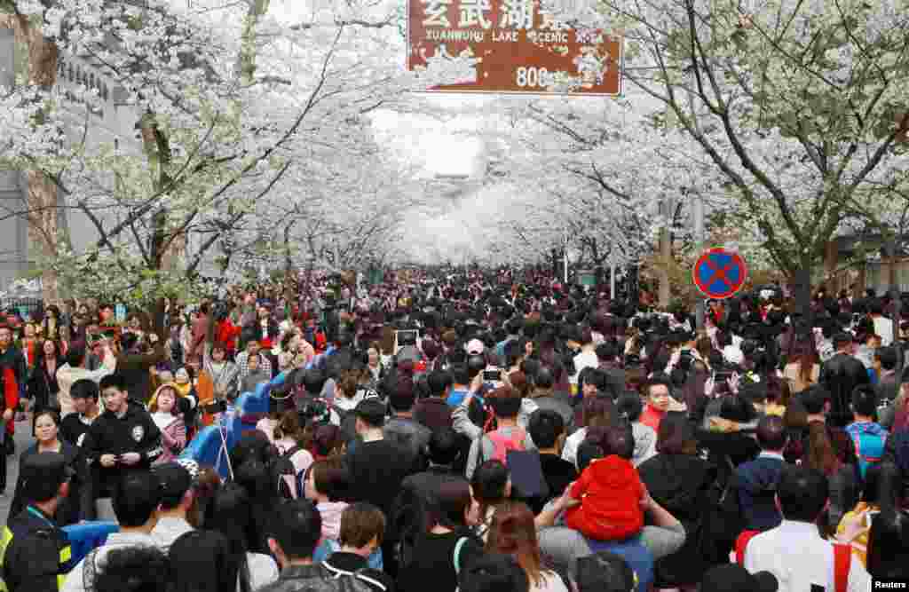 2018年3月24日，中国江苏省南京市，鸡鸣寺樱花盛开，赏花人纷至沓来。