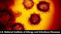 Klaster SARS-CoV-2 (severe acute respiratory syndrome coronavirus 2) atau virus corona yang menyebabkan Covid-19 tampak di mikroskop. (Foto: U.S. National Institute of Allergy and Infectious Diseases)