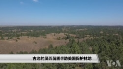 古老的贝西苗圃帮助美国保护林地