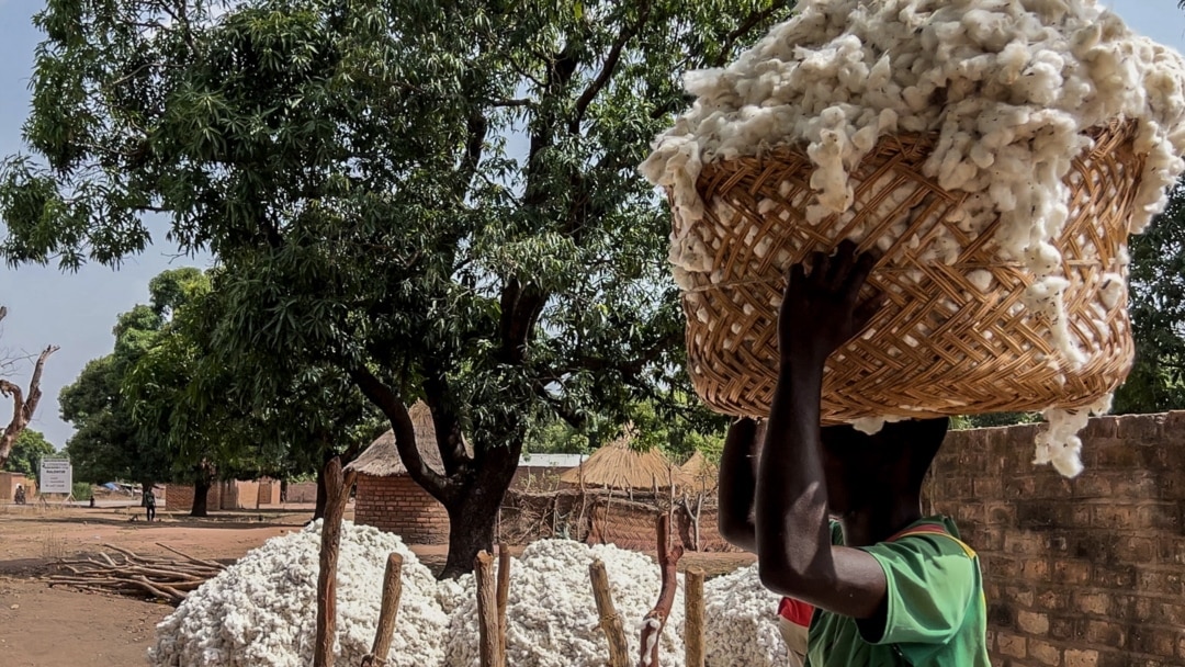 Chad cotton growers distressed by climate change, lack of support