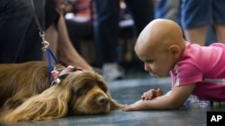 FILE - A cancer patient says hello to a visiting dog at The University of Texas M.D. Anderson Cancer Center, June 10, 2009.