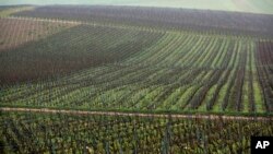 Vineyards are pictured in Villevenard, in the Champagne region, eastern France, Dec. 6, 2017. 