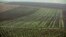 Vineyards are pictured in Villevenard, in the Champagne region, eastern France, Dec. 6, 2017. 