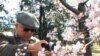 Vaşinqtona bahar "Cherry Blossom"la gəlir (VİDEO)