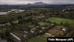 Small ancestral floating gardens are visible next to new soccer fields on the Xochimilco Lake, Mexico City, on Sunday, Oct. 20, 2024. (AP Photo/Felix Marquez)
