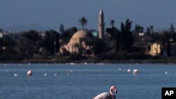 A flamingo stands at a salt lake with the Hala Sultan Tekke Mosque in the background, which was built between 1760 and 1796, in the southern coastal city of Larnaca, in the eastern Mediterranean island of Cyprus, Jan. 31, 2021. 