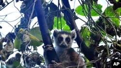 Madagascar's ring-tailed lemur in the wild.