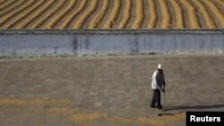 FILE - A worker dries coffee beans at the Beneficio coffee farm in Santa Rosa de Lima, 50 km (31 miles) from Guatemala City, Feb. 13, 2013. 