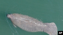 FILE - A manatee comes up for air as it swims in the Stranahan River, in Fort Lauderdale, Florida, April 2, 2020.