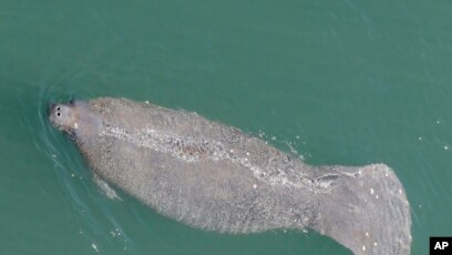 Manatee Feeding Experiment Starts Slowly as Cold Looms