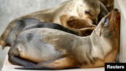 Anak singa laut yang diselamatkan di California beristirahat di kandang mereka di Sea World San Diego di San Diego, California, 28 Januari 2015. 