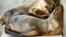 Rescued California sea lion pups rest in their holding pen at Sea World San Diego in San Diego, California, Jan. 28, 2015. 