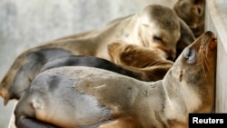 Rescued California sea lion pups rest in their holding pen at Sea World San Diego in San Diego, California, Jan. 28, 2015. 