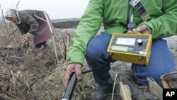 Local resident Ganna Zavorotnya, 78, collects vegetables in a field, as a Greenpeace expert measures radiation levels, in the village of the Kupovate in the 30 km zone around the Chernobyl nuclear power plant, April 4, 2011