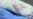 Mice Help Find the Right Chemotherapy Treatment for Cancer Patients