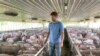 非洲豬瘟肆虐 中國上週採購七週來最大一批美國豬肉