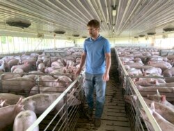 In this June 25, 2019, photo, farmer Matthew Keller walks through one of his pig barns near Kenyon, Minn. When the Trump administration announced a $12 billion aid package for farmers struggling under the financial strain of his trade.