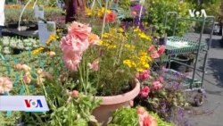 Vrtlarenje oslobađa od korona-stresa