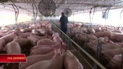 Giới lập pháp Mỹ kêu gọi gỡ rào cản thuế quan của Việt Nam đối với thịt lợn Mỹ