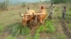 Bulls plough at Mbankana in western DRC, July 26, 2015. (N. Long/VOA)