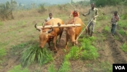 Bulls plough at Mbankana in western DRC, July 26, 2015. (N. Long/VOA)