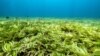 Scientists Study How Ocean Seagrasses Can Fight Climate Change