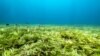 Padang lamun terbesar di dunia dan salah satu penyerap karbon terbesar di laut lepas, di Saya de Malha Bank di dataran tinggi Mascarene, Mauritius, 20 Maret 2021. (Tommy Trenchard/Greenpeace via REUTERS)