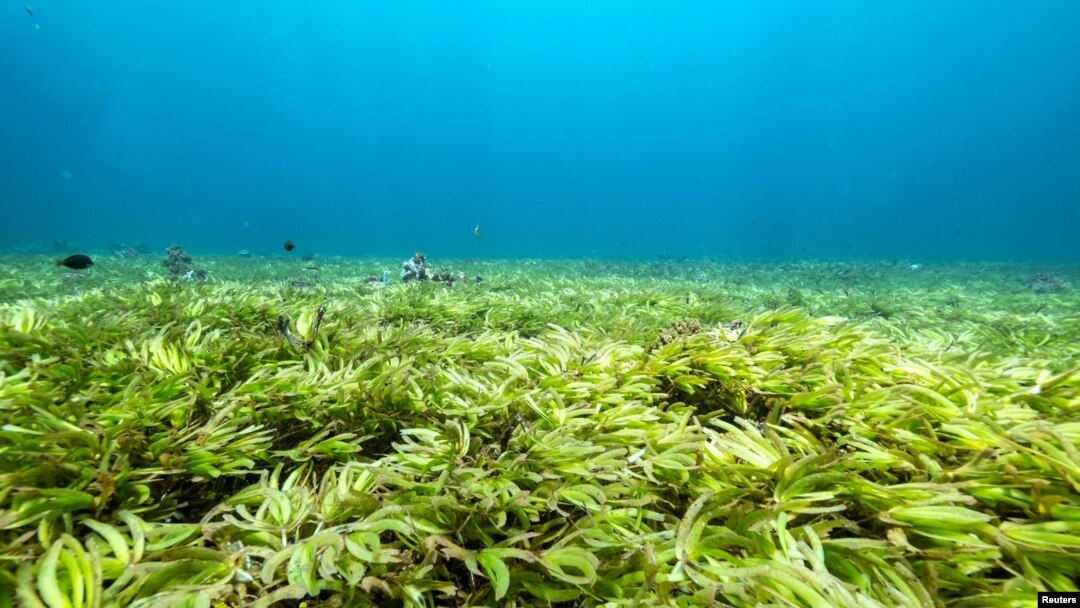 Padang lamun terbesar di dunia dan salah satu penyerap karbon terbesar di laut lepas, di Saya de Malha Bank di dataran tinggi Mascarene, Mauritius, 20 Maret 2021. (Tommy Trenchard/Greenpeace via REUTERS)