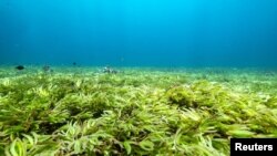 Padang lamun terbesar di dunia dan salah satu penyerap karbon terbesar di laut lepas, di Saya de Malha Bank di dataran tinggi Mascarene, Mauritius, 20 Maret 2021. (Tommy Trenchard/Greenpeace via REUTERS)