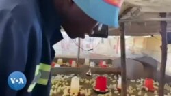 UThandolwenkosi Dube weNtabazinduna Ufuya Inkukhu