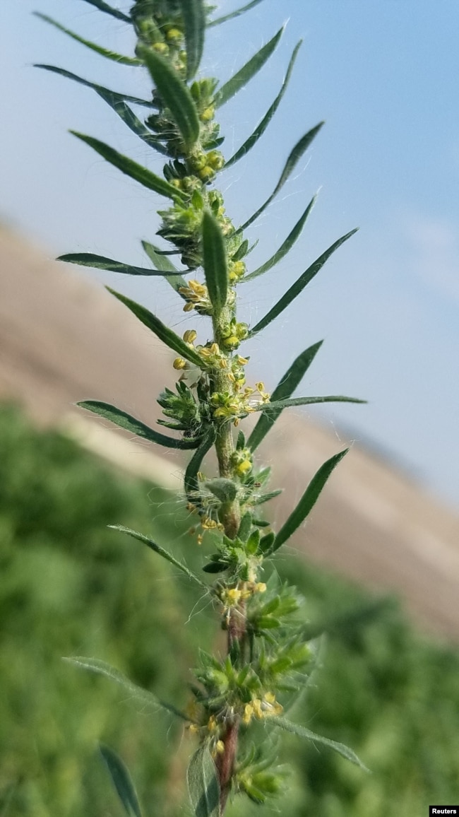 FILE - Kochia is seen in a sugar beet field in Parma, Idaho, U.S., August 9, 2017. (Clarke Alder/ Amalgamated Sugar Company/Handout via REUTERS)