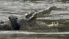 A crocodile with a motorbike tire around its neck is seen in a river in Palu, Central Sulawesi province, Indonesia.