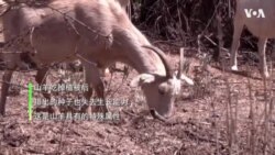 加州利用山羊除草防范野火