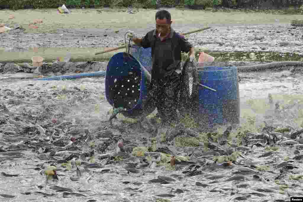 Seorang pekerja mengumpulkan ikan-ikan lele dalam sebuah kolam yang terkena limbah di Haikou, provinsi Hainan, China.